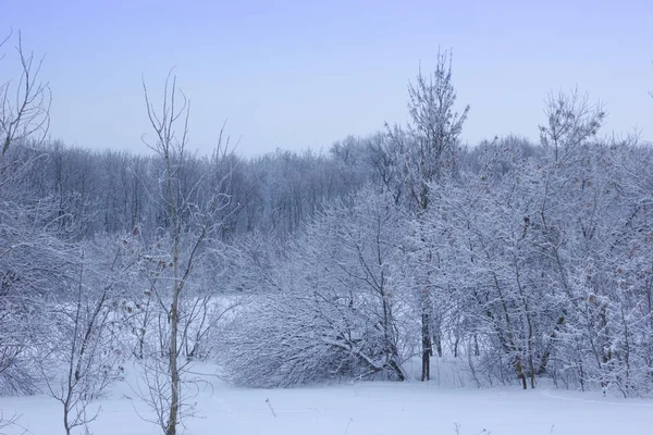 Zimowy śnieżny krajobraz z drzew — Zdjęcie stockowe