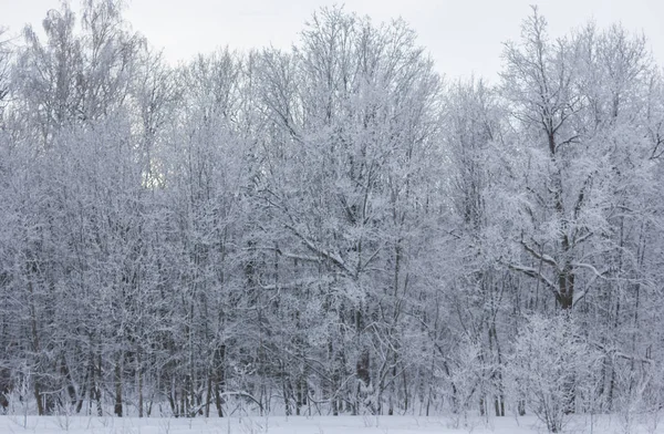 Zimowy śnieżny krajobraz z drzew — Zdjęcie stockowe