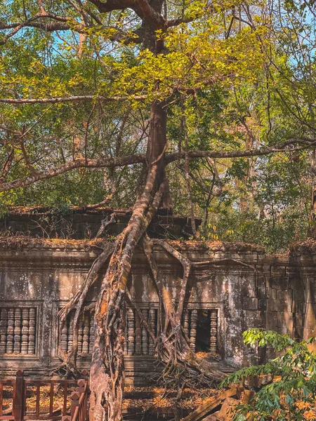 Vecchio Edificio Grande Albero — Foto stock gratuita