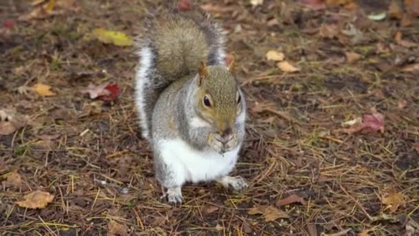 Grey Squirrel Autumn Park Eats Nuts — Stock Video