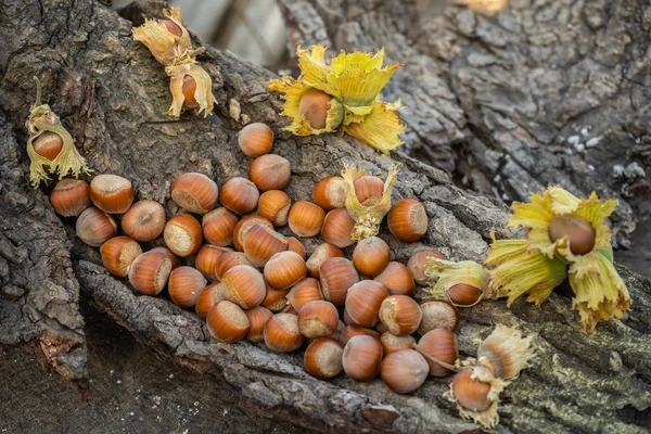 Орешки в лесу на пне — стоковое фото