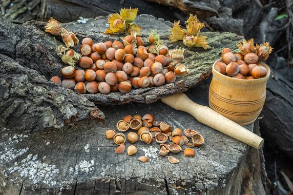 Hasselnötter i skogen på en stubbe — Stockfoto