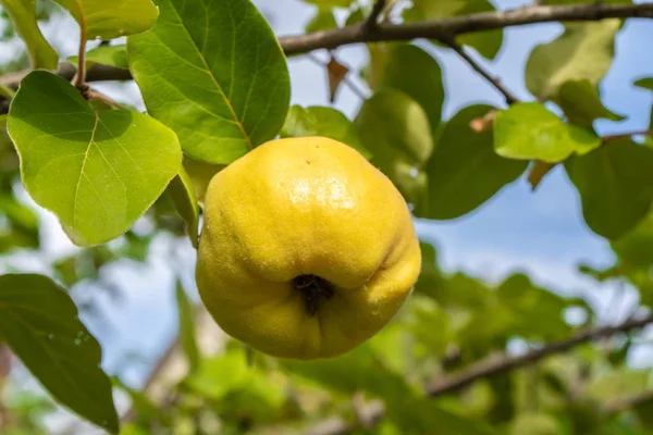 Quince op een bijkantoor Rechtenvrije Stockafbeeldingen