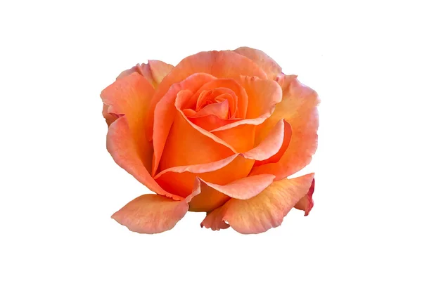 Oranje Rose Bloem Geïsoleerd Witte Achtergrond Stockfoto