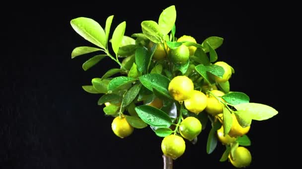 Riego Con Spray Árbol Cítrico Naranjo Con Gotas Que Fluyen — Vídeos de Stock