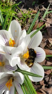 Bumblebee beyaz crocus 'tan polen toplar, yaban arısı güneşli havada polenleri yıkar, dikey video, yakın çekim