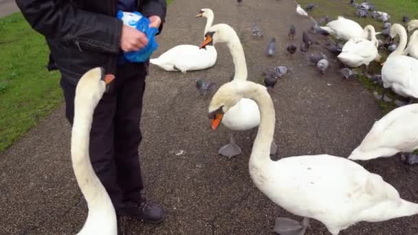 Los Cisnes Caminan Por Camino Pidiendo Comida Los Cisnes Ciudad — Vídeo de stock