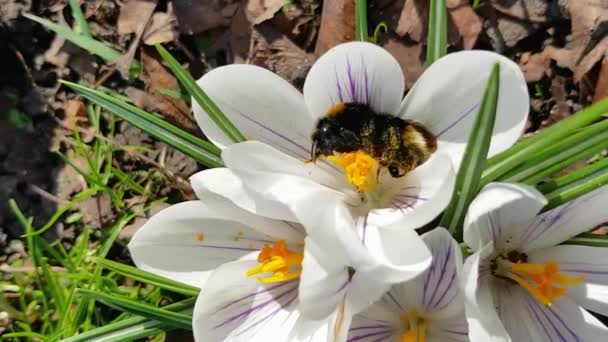 Soleado Día Primavera Hermoso Abejorro Disfruta Lavándose Polen Una Flor — Vídeo de stock