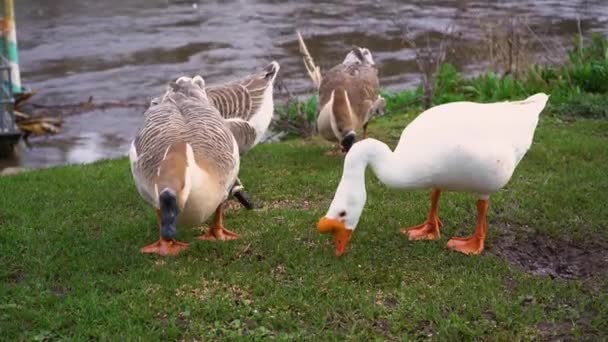 Wild Geese Eat Grass River Beautiful Geese Graze Green Grass — Stock Video