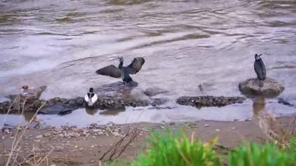 Nehirdeki karabataklar. Nehir kıyısında kanatları açık oturan karabataklar.. — Stok video