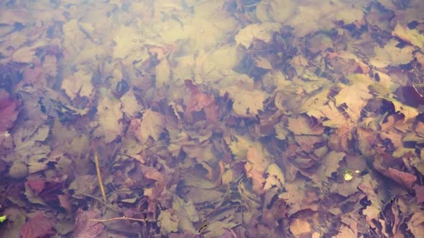 Fallen autumn foliage at the bottom of a transparent river on a spring day — Stock Video