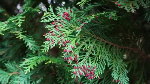 Les branches de Thuja avec de jeunes cônes rouges se balancent dans le vent 