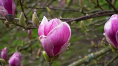 Yağmur damlalı manolya tomurcuğu. Magnolia ağacı çiçek açar.