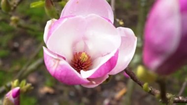 Çiçekli pembe manolya çiçeği ve yağmur damlaları. Magnolia ağacı çiçek açar.