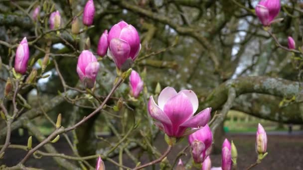 Roze magnolia bloemen op een boom in een park. Magnolia boom bloesem — Stockvideo