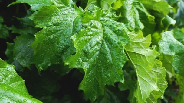 Hojas verdes con gotas de lluvia. Hojas verdes suculentas después de la lluvia primaveral — Vídeo de stock