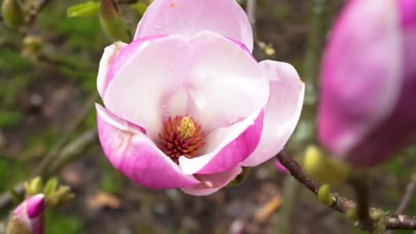 Flor flor de magnolia rosa con gotas de lluvia. Flor de árbol de magnolia — Vídeos de Stock