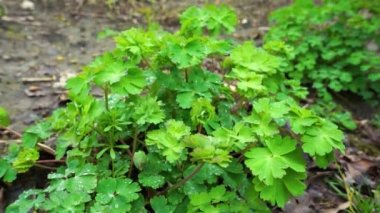 Yağmurdan ıslanan yeşil bitki, bitkinin yapraklarına çiy damlaları düşer.