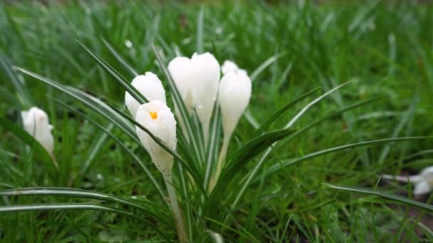 Crocus blanc avec des gouttes de pluie dans l'herbe verte par temps nuageux 
