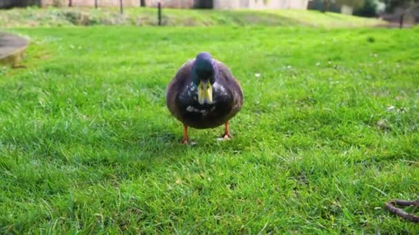 Wildente frisst an einem sonnigen Tag auf einer grünen Wiese im Frühlingspark — Stockvideo