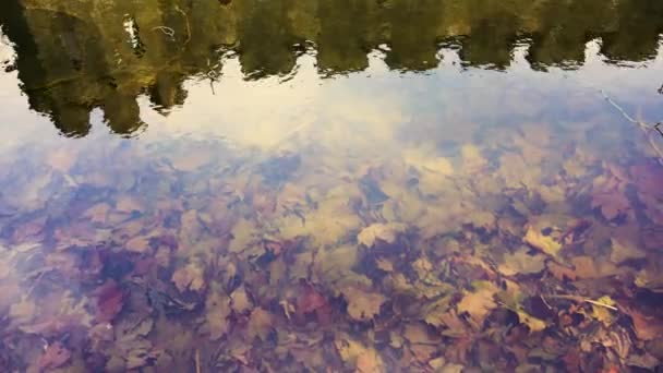Fallen autumn foliage at the bottom of a transparent river on a spring day — Stock Video