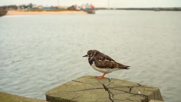Пісочниця на морському пірсі, маленький птах на дерев'яному пірсі в морі — стокове відео