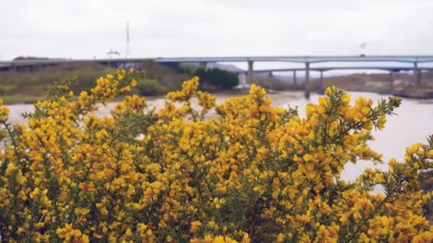 Prickly gorse blooms on a highland of the river — Stock Video