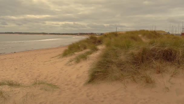 Piaszczysta plaża z zieloną trawą w pochmurną pogodę — Wideo stockowe