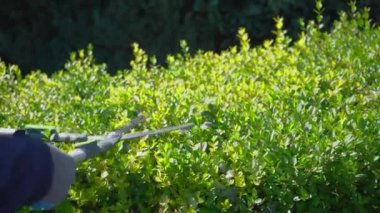 Bahçıvan güneşli bir günde bahçe makası ile çalıları buduyor.