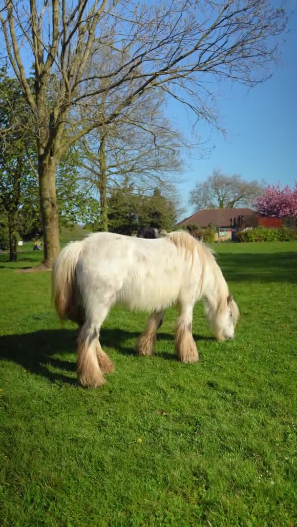 Цыганская белая лошадь пасущаяся на зеленом лугу в солнечный день, 4K вертикальное видео — стоковое видео