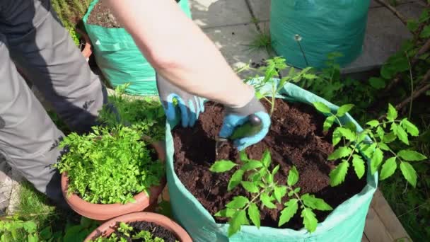 Człowiek sadzący sadzonki pomidorów w worku na warzywa, widok z góry, 4K — Wideo stockowe