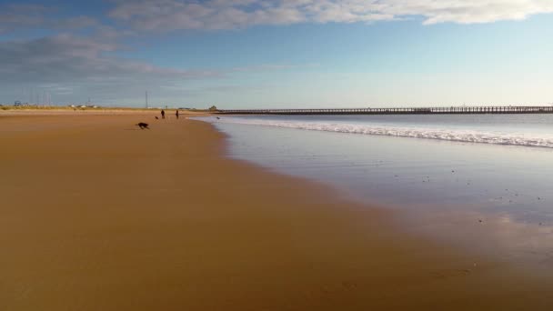 在一个阳光明媚的日子，4K，狗在海滩上追逐海浪 — 图库视频影像