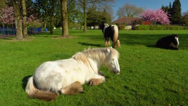 Zigeunerpferde grasen im Park auf einer grünen Wiese bei sonnigem Wetter, Nahaufnahme, 4K — Stockvideo