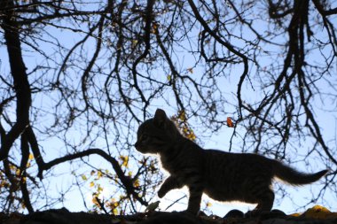 Fotoğraf 1 Kasım 2019 'da çekildi. Küçük bir kedi yavrusu kayrak bir çatıda sinsice dolaşıyor.