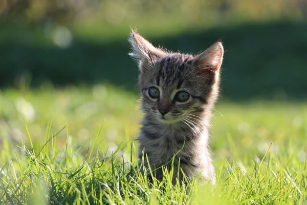 Photo Taken August 2019 Kitten Months Age Sitting Grass Grass — Stock Photo, Image
