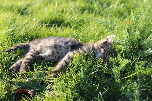 Photo Taken October 2019 Gray Little Tiger Kitten Lush Green — Stock Photo, Image