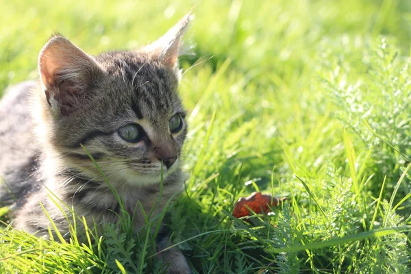 Photo Taken October 2019 Gray Little Tiger Kitten Lush Green — Stock Photo, Image