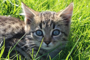 Fotoğraf 27 Ekim 2019 'da çekildi. Gri küçük kaplan yavrusu yemyeşil çimlerde.