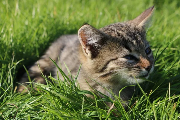 Photo Taken October 2019 Gray Little Tiger Kitten Lush Green — Stock Photo, Image