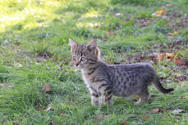 Photo Taken October 2019 Gray Little Tiger Kitten Lush Green — Stock Photo, Image