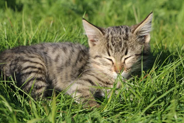 Photo Taken October 2019 Gray Little Tiger Kitten Lush Green — Stock Photo, Image