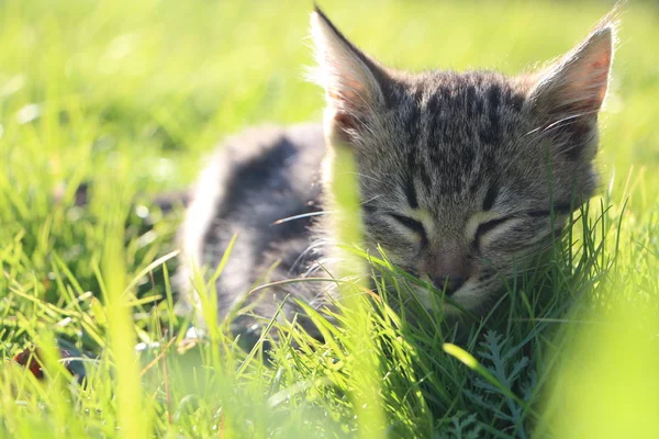 Photo Taken October 2019 Little Kitten Fell Asleep Grass — Stock Photo, Image