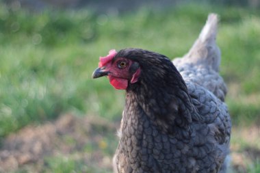 Çiftlikteki Gri Chilken