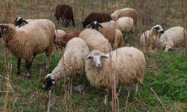 çim otlatma koyun sürüsü
