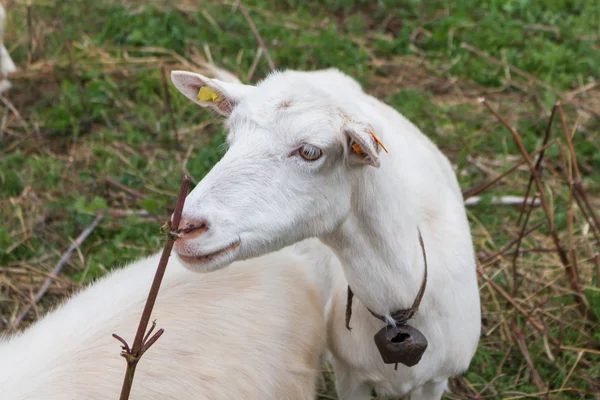 Grama de pastagem de cabra branca — Fotografia de Stock