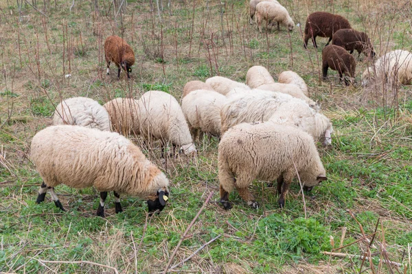 Bando de ovinos pastando grama — Fotografia de Stock