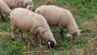 çim otlatma koyun sürüsü
