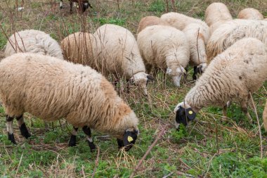 çim otlatma koyun sürüsü