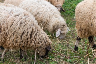 çim otlatma koyun sürüsü