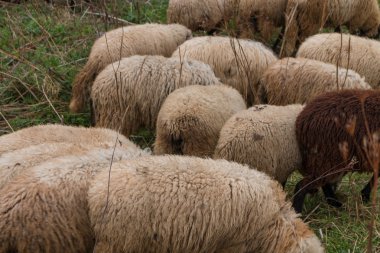 çim otlatma koyun sürüsü